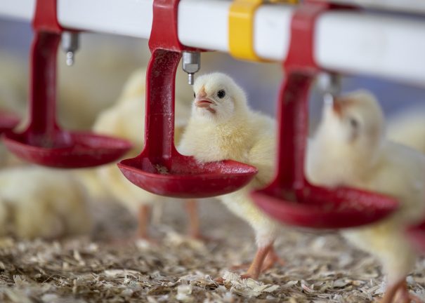 Chick drinking water from waterline