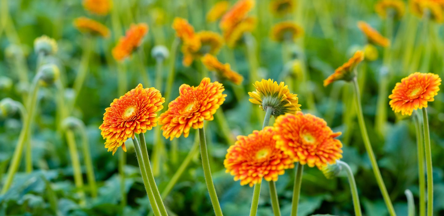 Gerbera_plants