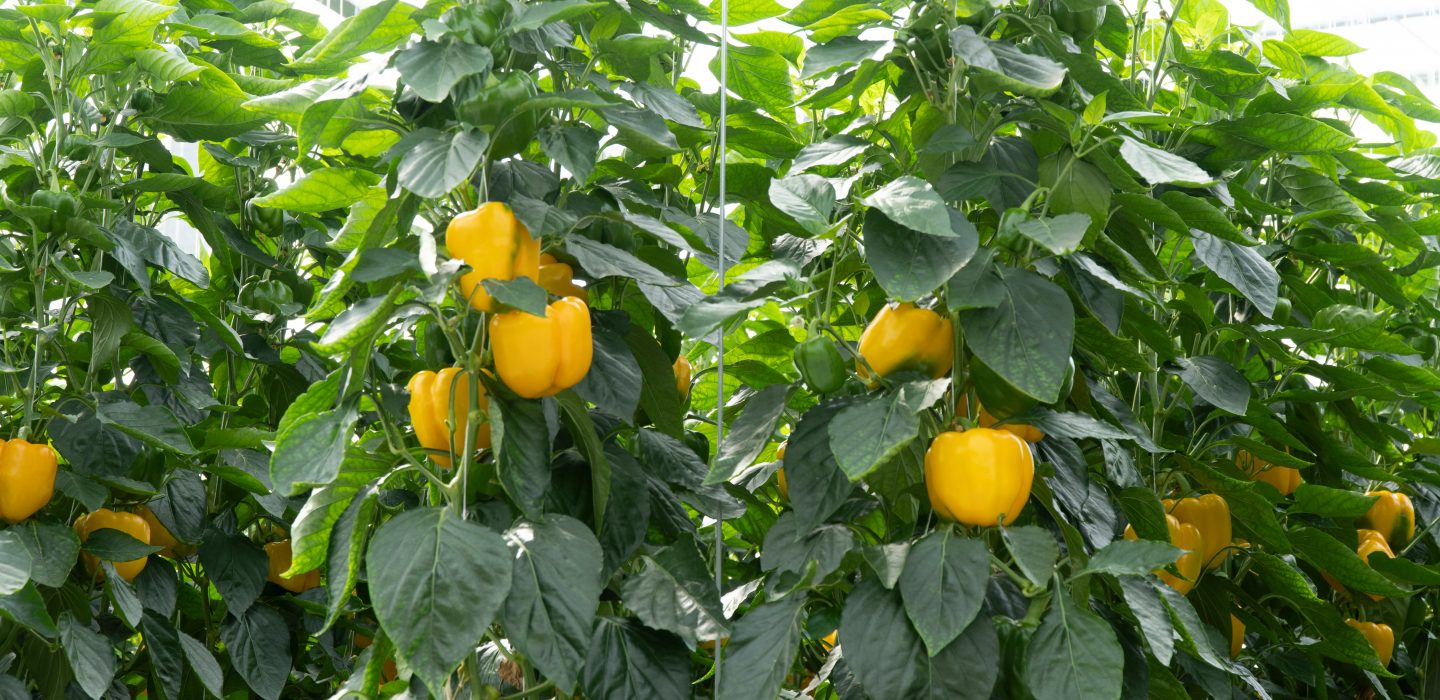 paprika_plant_roam_rt_bellpepper