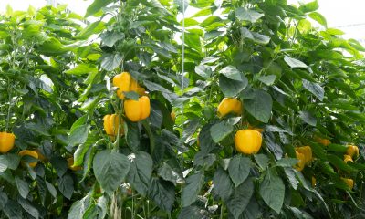 paprika_plant_roam_rt_bellpepper