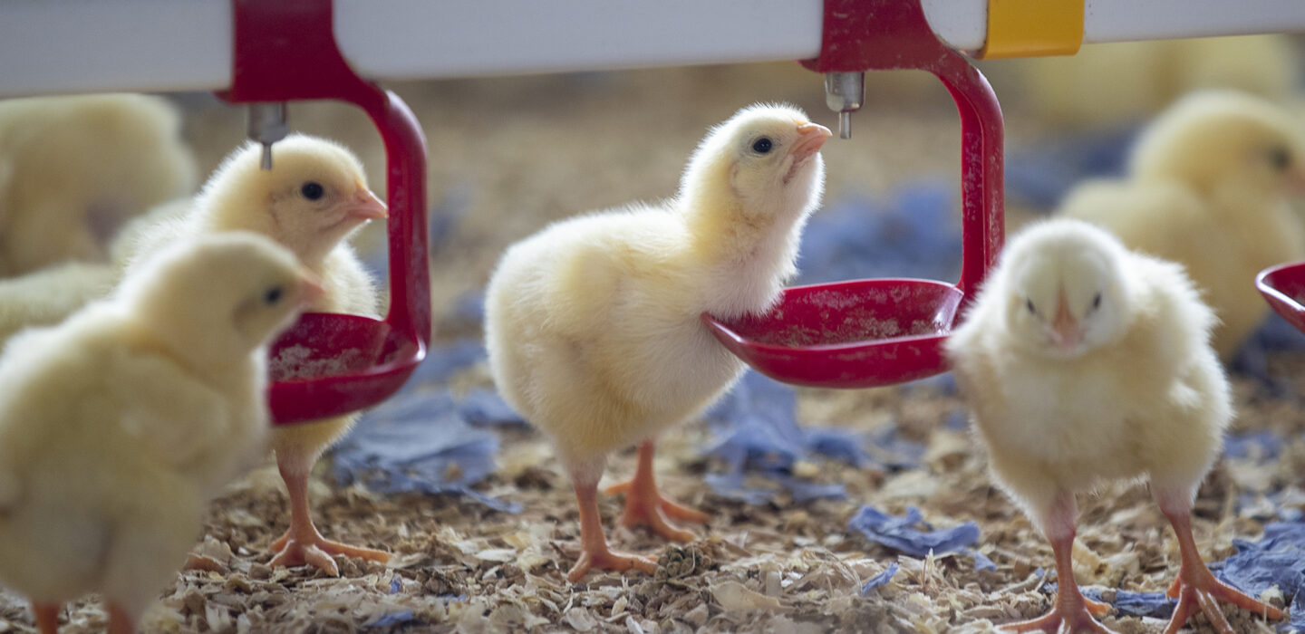 Chick drinking water