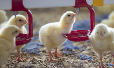 Chick drinking water