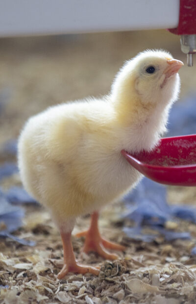 Chick drinking water