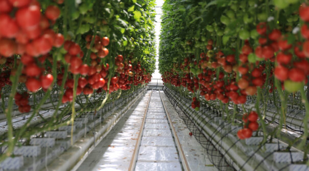 Tomato greenhouse