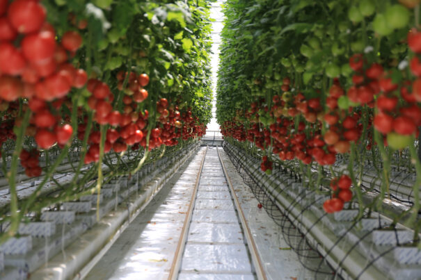 Tomato greenhouse