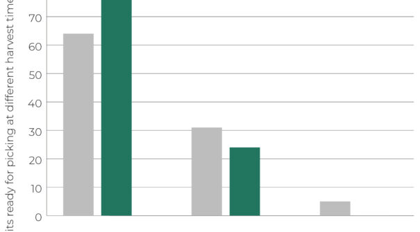 Apple orchard graph 2