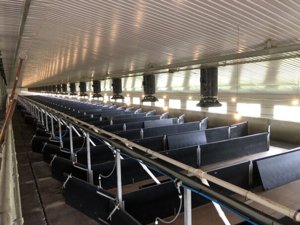 Clean stables