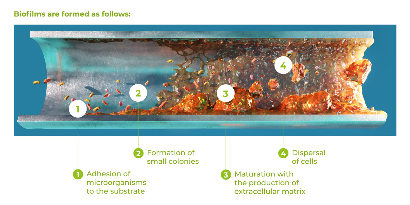 Biofilm formation in waterline