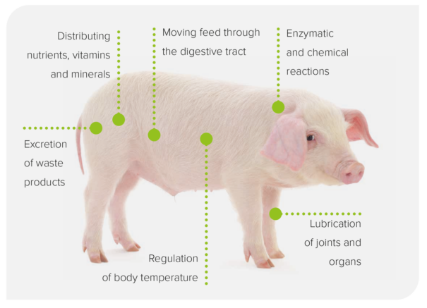 water the forgotten nutrient in livestock farming - pig