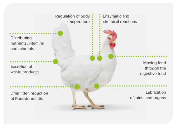 water the forgotten nutrient in livestock farming - chicken