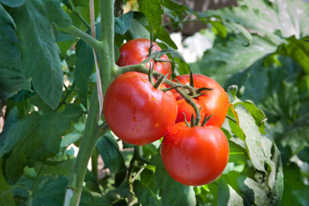 Tomatentros