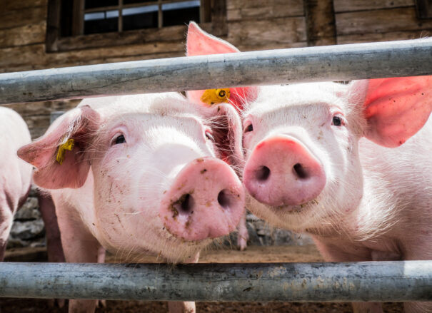 Two pigs looking through bars in stable