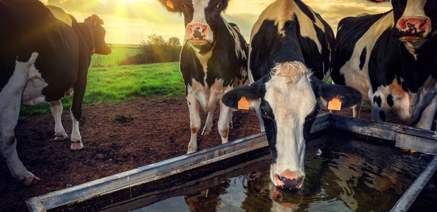 Cows drinking in field