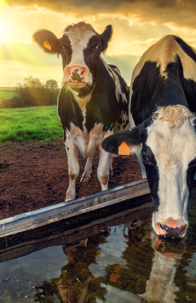 Cows drinking in field