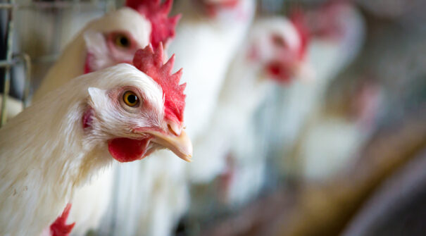 Close-up chickens