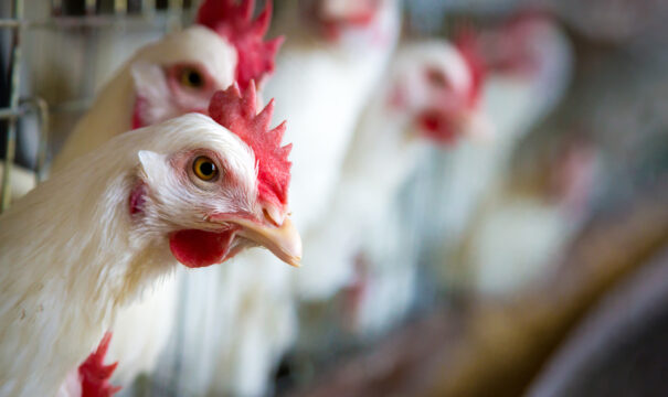 Close-up chickens