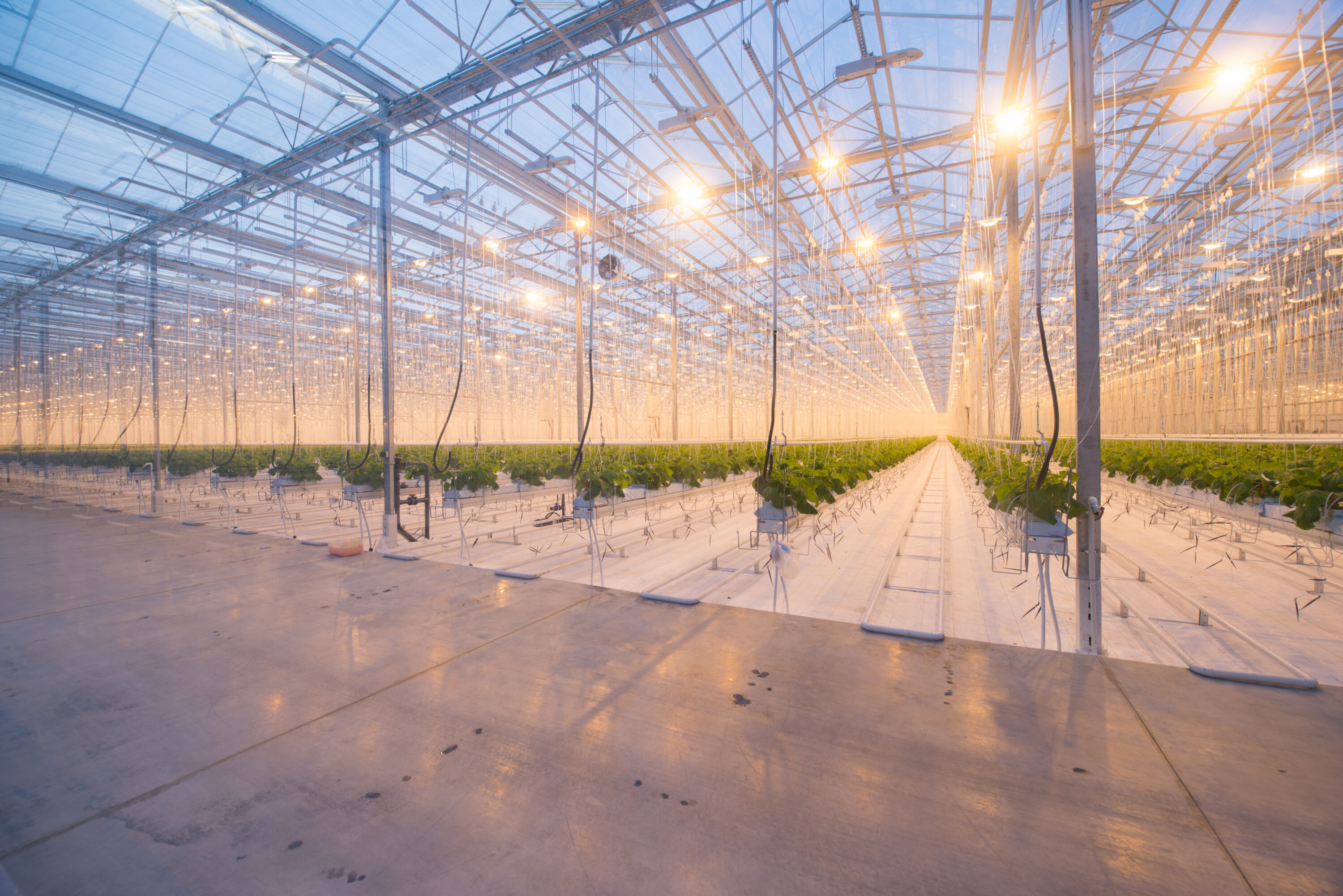 greenhouse