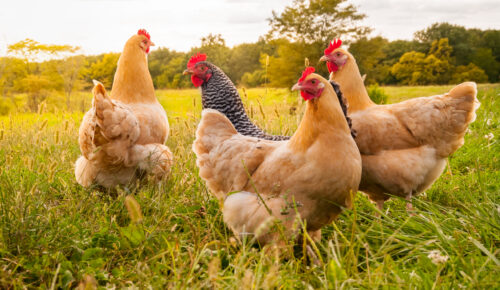 poulets errants