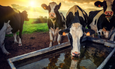 vaca