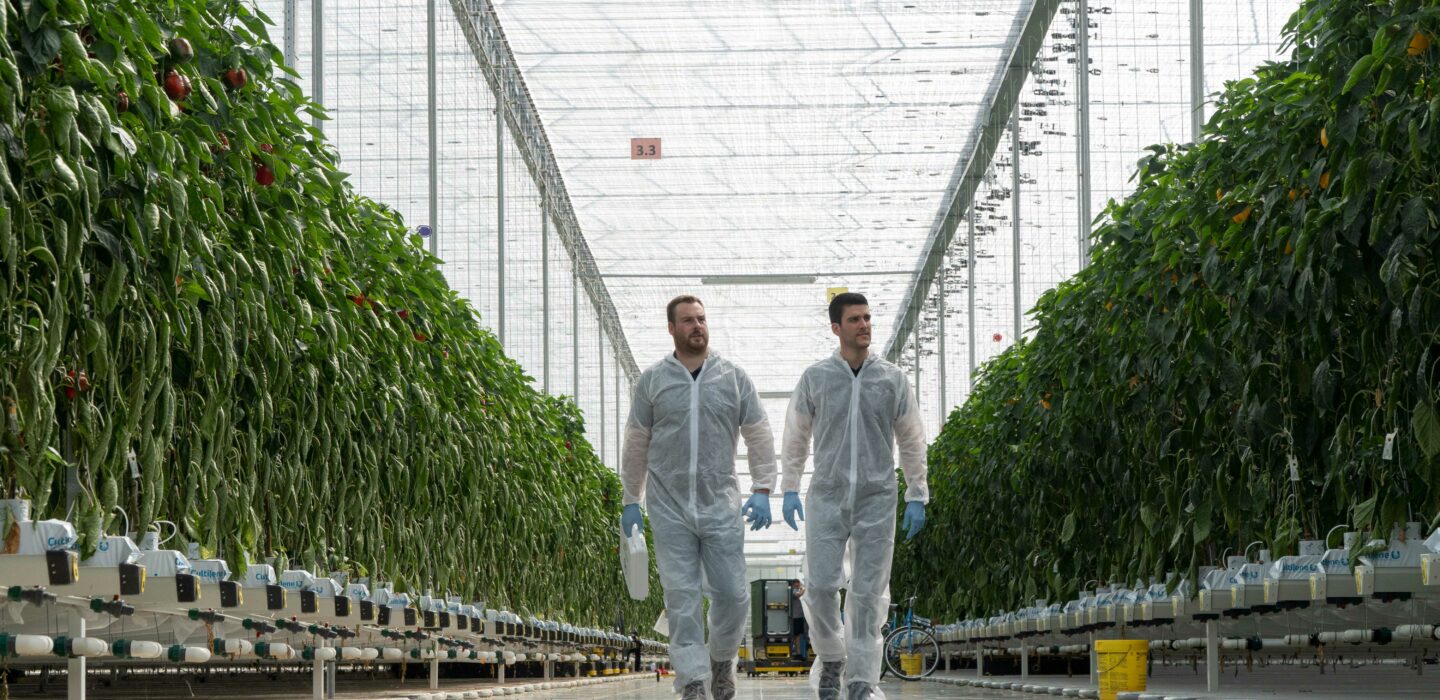Roam Experts in Greenhouse