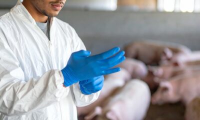 bioveiligheid livestock