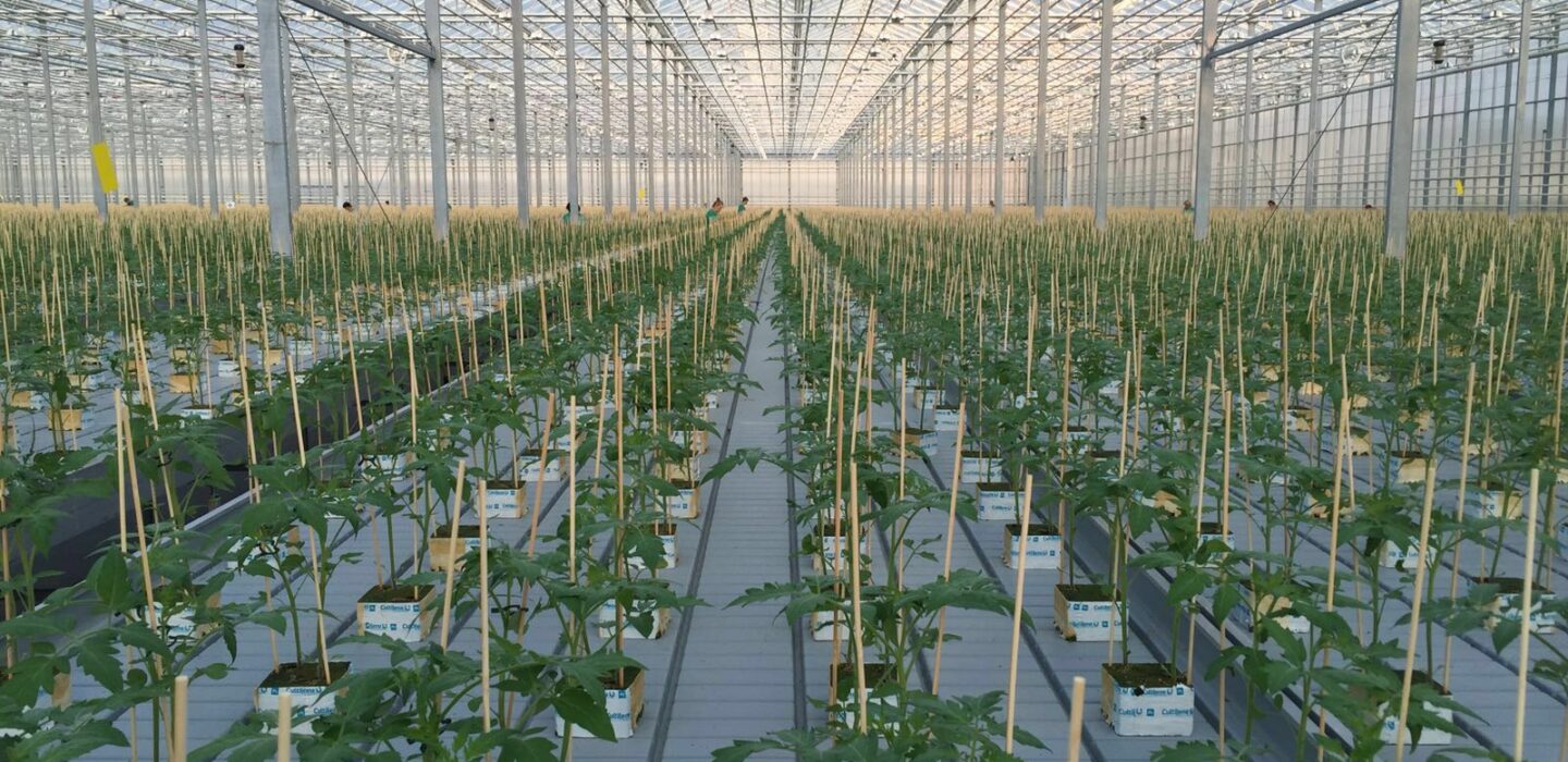 Tomato Propagation