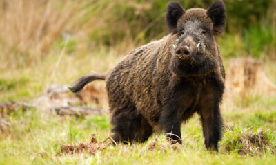 sanglier