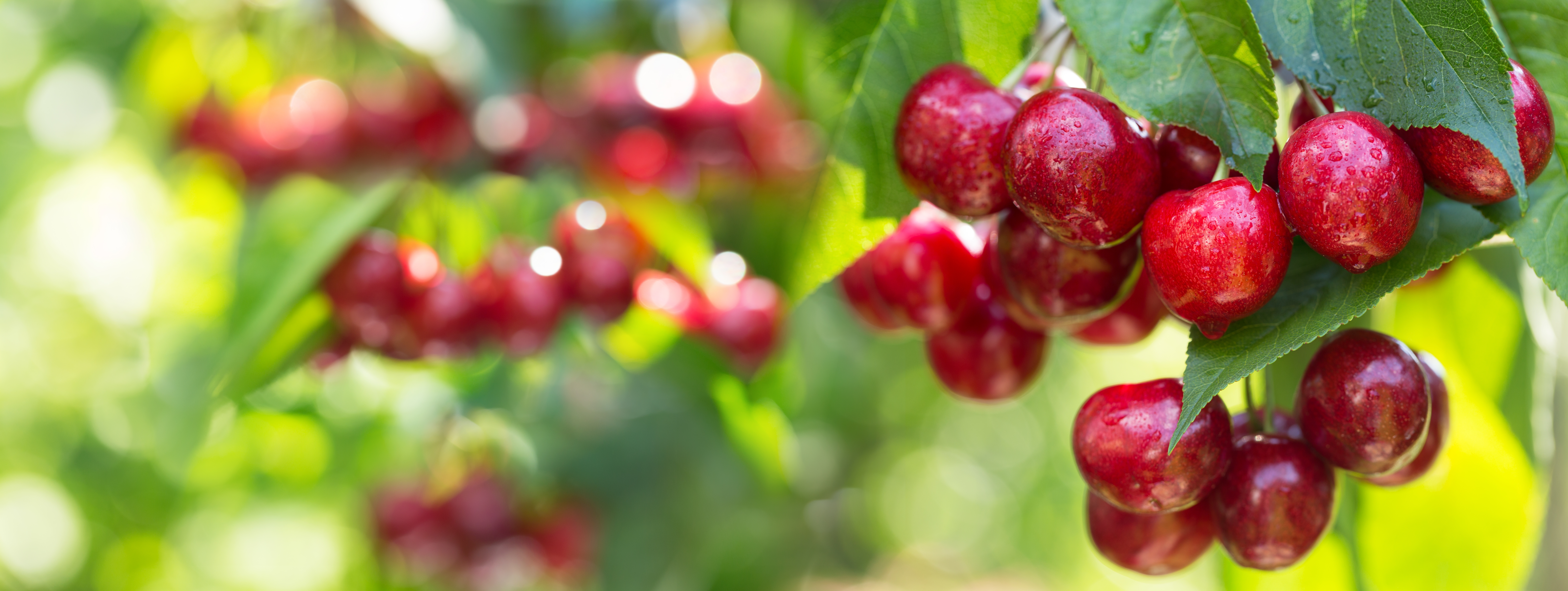 cherry orchard