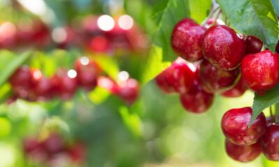 cherry orchard