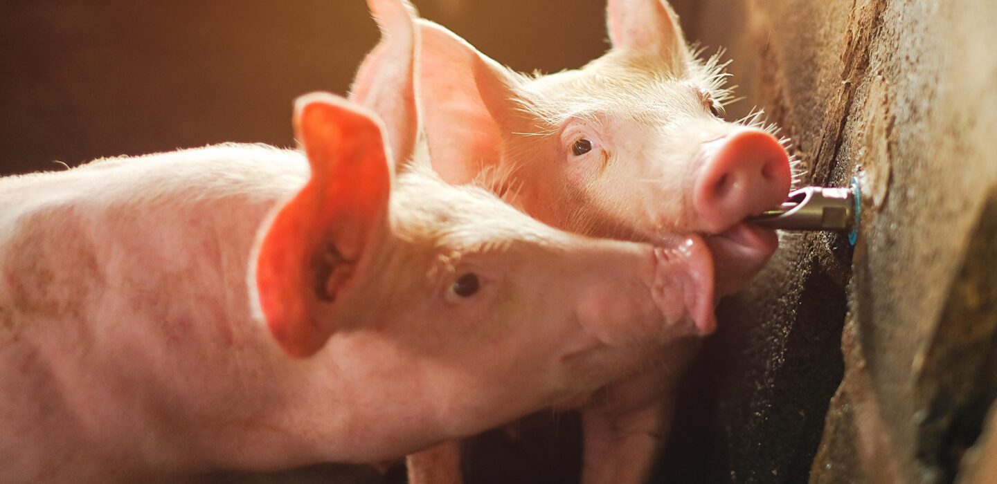 piglets drinking
