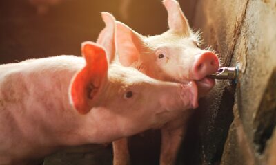 piglets drinking