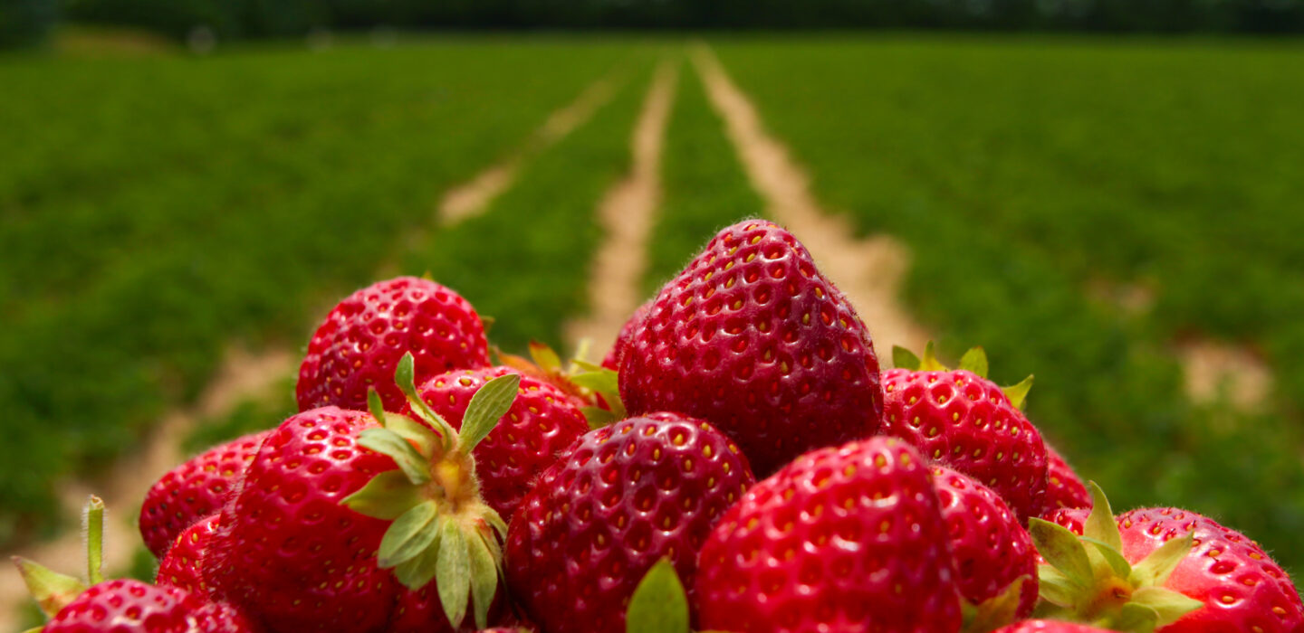 fraises