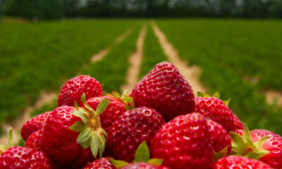fraises