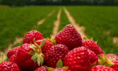 Erdbeere