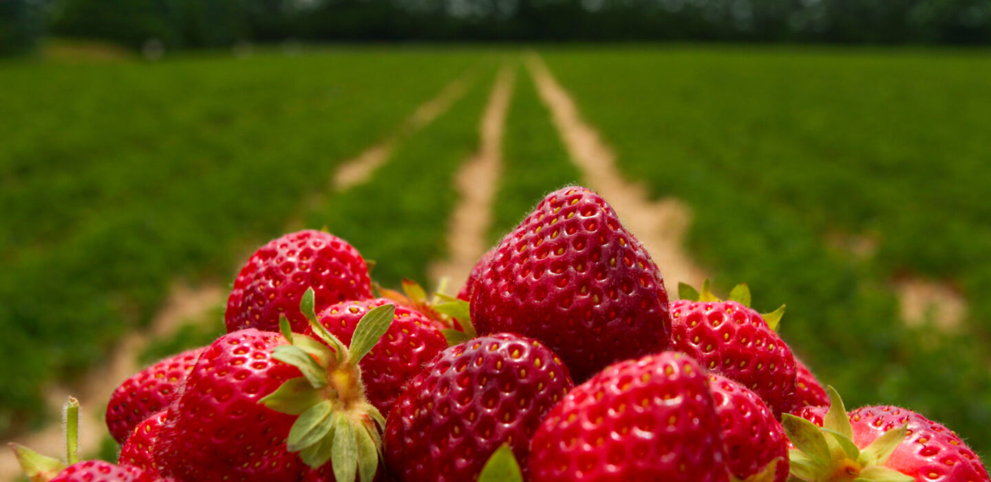 aardbeien in veld