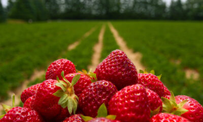 aardbeien in veld